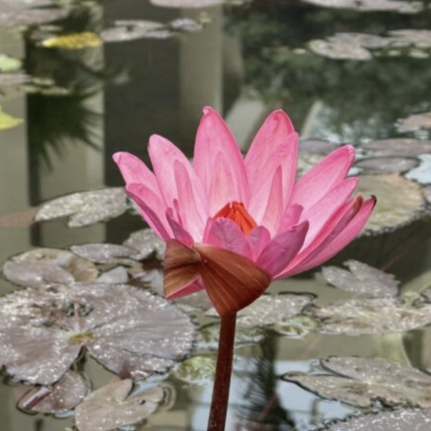 Classical Tibetan manuscript