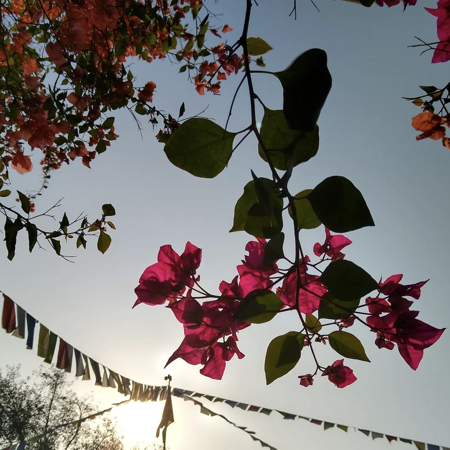 Tibetan text reading